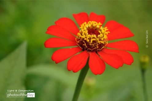 Zinnia Elegans, by Siew Bee Lim - Close-up Photography, Photo of the Day, Photography Awards, Zinnia Elegans, Online Photography Courses