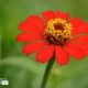 Zinnia Elegans, by Siew Bee Lim - Close-up Photography, Photo of the Day, Photography Awards, Zinnia Elegans, Online Photography Courses