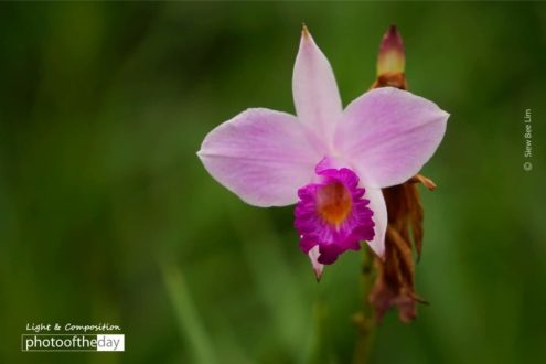 Bamboo Orchid, by Siew Bee Lim - Close-up Photography, Nature Photography, Photo of the Day, Photography Awards, Light & Composition University