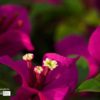 Bougainvillea, by Siew Bee Lim - Bougainvillea, Close-up Photography, Photo of the Day, Photography Awards, Online Photography Courses