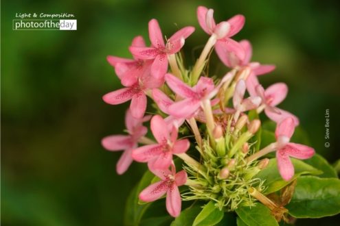 Shooting Star, by Siew Bee Lim - Close-up Photography, Award Winning Photography, Photo of the Day, Nature Photography, Siew Bee Lim