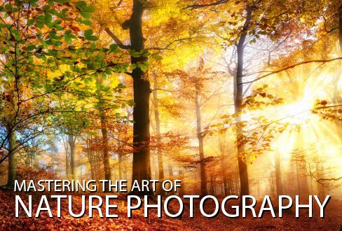 Mastering the Art of Nature Photography - Nature Photography, Online Photography Courses, Photography Education, Art Photography, Landscape Photography