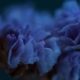 Everlasting Purple-blue Statice, by Ola Cedell Everlasting Purple-blue Statice, by Ola Cedell - Close-Up Photography, Award Winning Photography,  Statice Flower Photography,  Photography Awards, Online Photography Courses