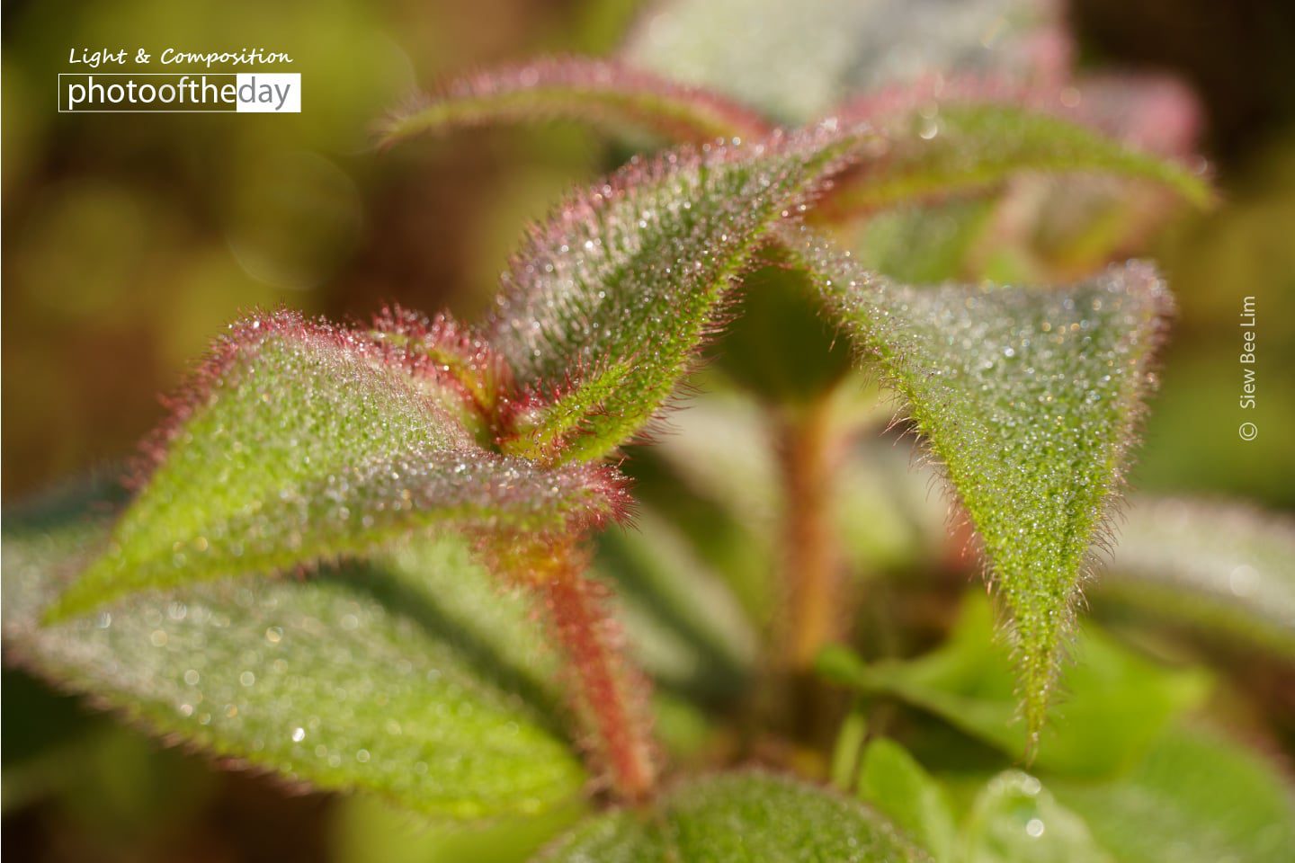 Hairy Leaves, by Siew Bee Lim - Close-up Photography, Nature Photography, Photo of the Day, Photography Awards, Light & Composition University