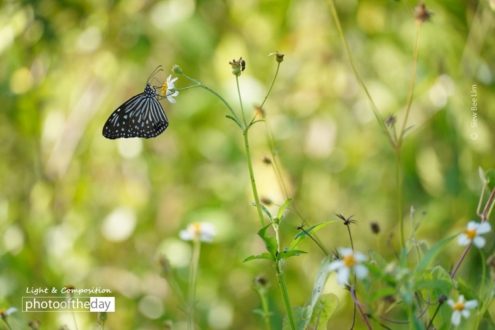 Blue Glassy Tiger, by Siew Bee Lim - Nature Photography, Close-up Photography, Butterfly Photography, Photo of the Day, Award-Winning Photography