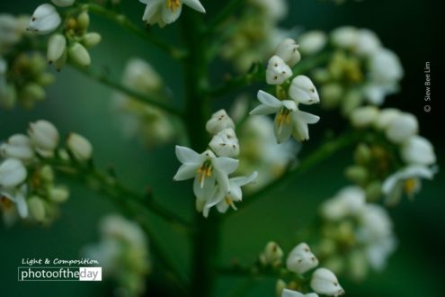 Cola De Paloma, by Siew Bee Lim - Photo of the Day, Close-up Photography, Award Winning Photography, Nature Photography, Photography Courses
