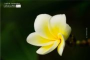 Close-up Photography, Photo of the Day, Photography Awards, Art Photography, Flower Photography – Frangipani, by Siew Bee Lim Frangipani, by Siew Bee Lim - Close-up Photography, Photo of the Day, Photography Awards, Art Photography, Flower Photography
