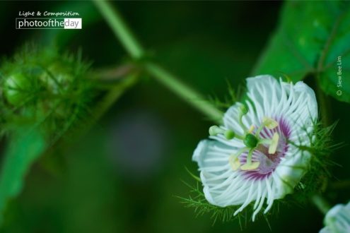 Stinking Passionflower, by Siew Bee Lim - Close-up Photography, Nature Photography, Photo of the Day, Stinking Passionflower, Photography Education