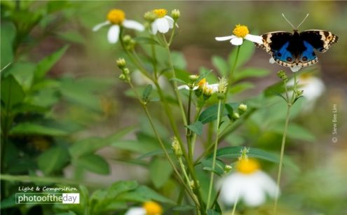 Blue Pansy, by Siew Bee Lim - Close-up Photography, Nature Photography, Photo of the Day, Photography Award, Light & Composition