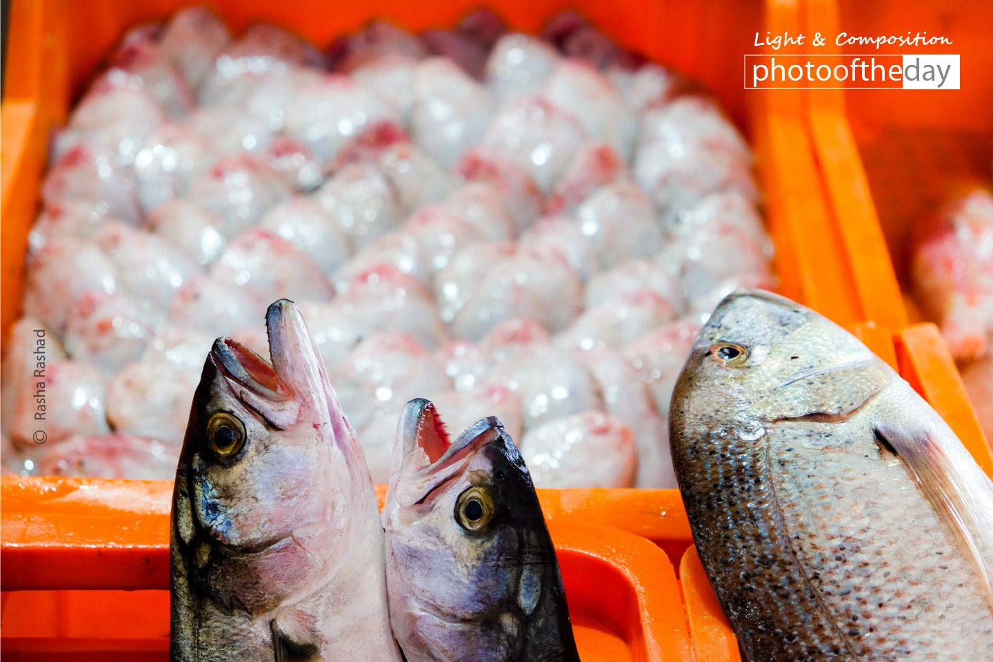 Fresh Fish in the Market, by Rasha Rashad Glazed Zucchini for a Snack, by Rasha Rashad - Food Photography, Photography Awards, Photo of the Day, Rasha Rashad, Glazed Zucchini