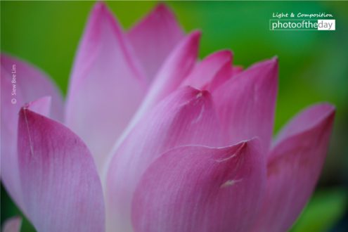 A Lotus Flower by Siew Bee Lim - Lotus Flower Photography, Close-Up Photography, Photo of the Day, Photography Awards, Online Photography Courses