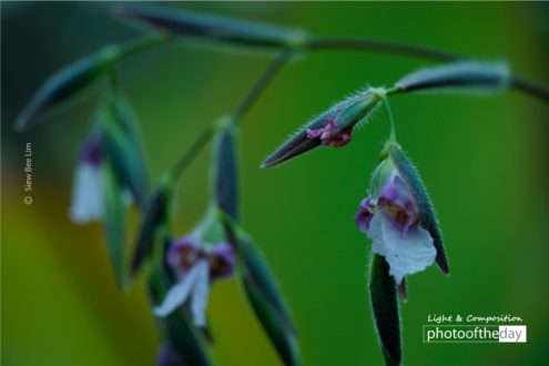 The Bent Alligator-flag by Siew Bee Lim - Close-up Photography, Nature Photography, Award Winning Photography, Photo of the Day, Bent Alligator-flag