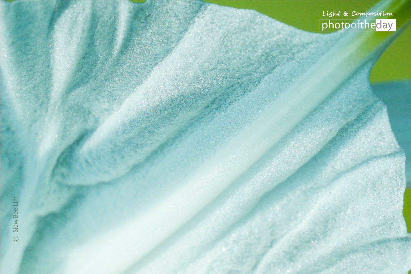 Spider Lily Nearby a Pond, by Siew Bee Lim - Close-up Photography, Photo of the Day, Photography Awards, Spider Lily, Siew Bee Lim