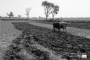 Photojournalism, Black and White Photography, Documentary Photography, Photography Awards, Jabbar Jamil – Ploughing, by Jabbar Jamil Ploughing, by Jabbar Jamil - Photojournalism, Black and White Photography, Documentary Photography, Photography Awards, Jabbar Jamil