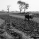 Ploughing, by Jabbar Jamil - Photojournalism, Black and White Photography, Documentary Photography, Photography Awards, Jabbar Jamil