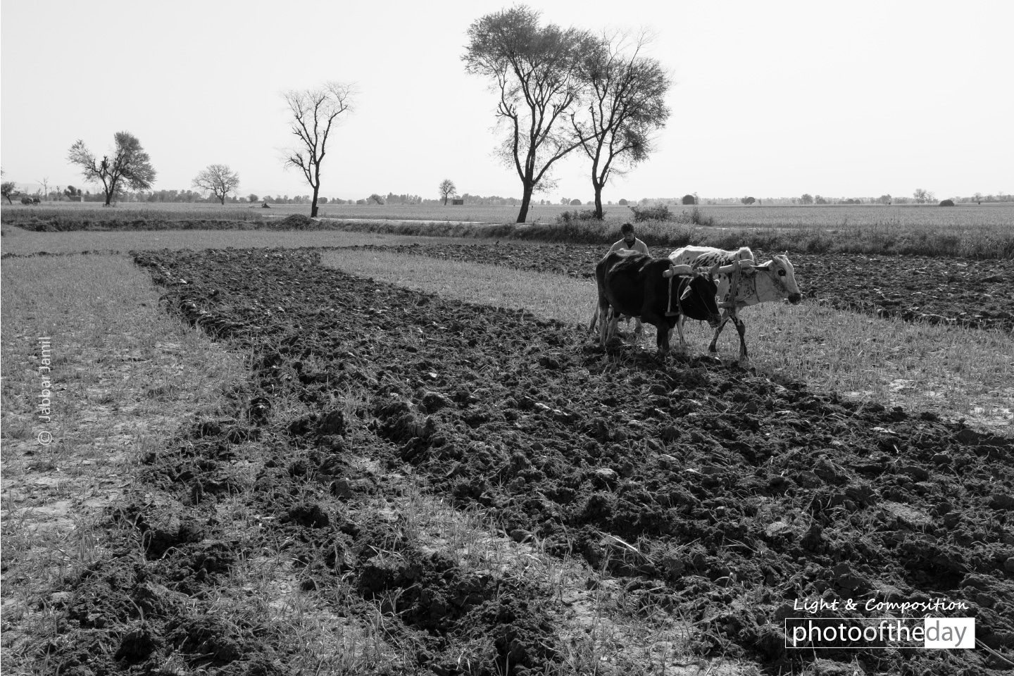 Ploughing, by Jabbar Jamil - Photojournalism, Black and White Photography, Documentary Photography, Photography Awards, Jabbar Jamil