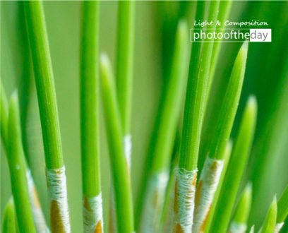 Young Leaves by Siew Bee Lim - Photo of the Day, Close-up Photography, Photography Awards, Art Photography, Online Photography Courses