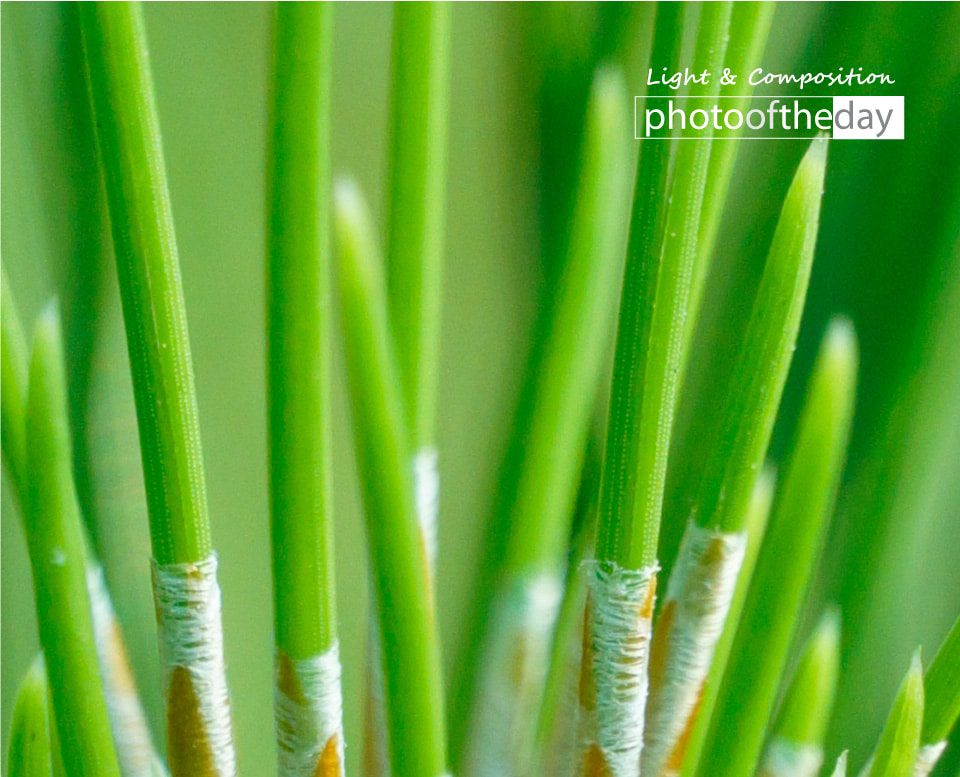 Young Leaves by Siew Bee Lim - Photo of the Day, Close-up Photography, Photography Awards, Art Photography, Online Photography Courses
