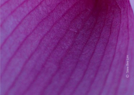 A Petal of Lotus Flower by Siew Bee Lim - Lotus Flower Photography, Close-Up Photography, Photo of the Day,  Award Winning Photography, Photography Courses