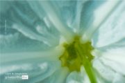 Hymenocallis Speciosa by Siew Bee Lim - Close-up Photography, Photo of the Day, Hymenocallis Speciosa, Photography Awards, Online Photography Courses
