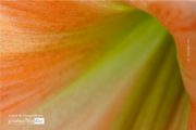 Close-up Photography, Photo of the Day, Photography Awards, Online Photography Courses, Art Photography – An Orange Flower by Siew Bee Lim An Orange Flower by Siew Bee Lim - Close-up Photography, Photo of the Day, Photography Awards, Online Photography Courses, Art Photography