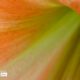 An Orange Flower by Siew Bee Lim - Close-up Photography, Photo of the Day, Photography Awards, Online Photography Courses, Art Photography