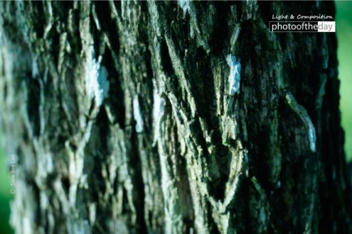A Bark of a Pine Tree by Siew Bee Lim - Close-up Photography, Nature Photography, Award Winning Photography, Photo of the Day, Photography Awards