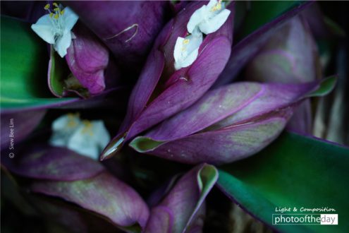 Moses-in-the-cradle by Siew Bee Lim - Close-up Photography, Nature Photography, Photo of the Day, Photography Awards, Light & Composition