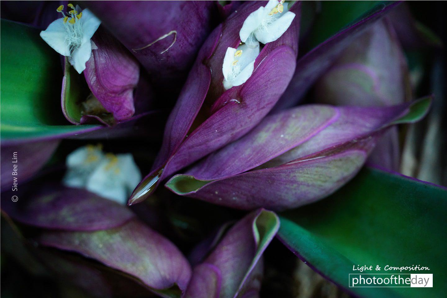 Moses-in-the-cradle by Siew Bee Lim - Close-up Photography, Nature Photography, Photo of the Day, Photography Awards, Light & Composition