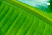 Banana Leaf by Siew Bee Lim - Close-up Photography, Nature Photography, Art Photography, Photography Awards, Online Photography Courses