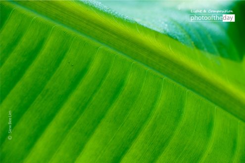 Banana Leaf by Siew Bee Lim - Close-up Photography, Nature Photography, Art Photography, Photography Awards, Online Photography Courses