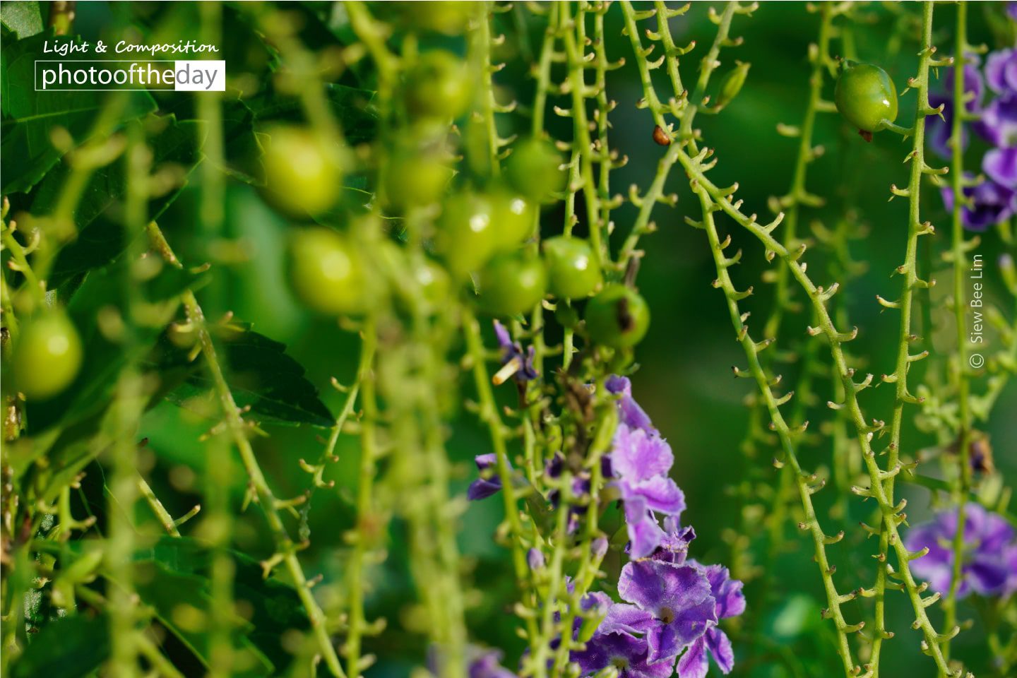 Golden Dewdrop by Siew Bee Lim - Close-up Photography, Nature Photography, Photo of the Day, Award Winning Photography, Photography Education