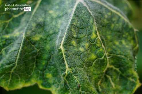 A Leaf by Siew Bee Lim - Close-up Photography, Nature Photography, Photo of the Day, Photography Awards, Online Photography Courses