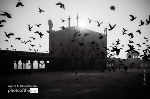 Morning Birds by Shirren Lim - Photojournalism, Art Photography, Black and White Photography, Photography Awards, Photo of the Day