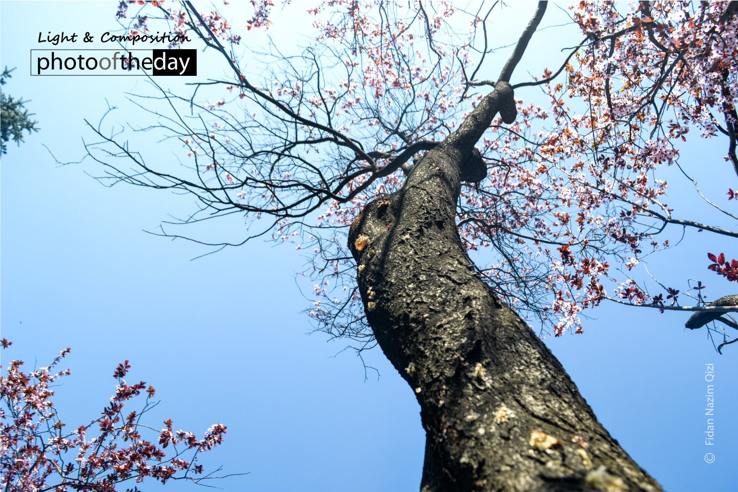 Spring and the Tree by Fidan Nazim Qizi - Photo of the Day, Photojournalism, Art Photography, Photography Awards, Online Photography Courses