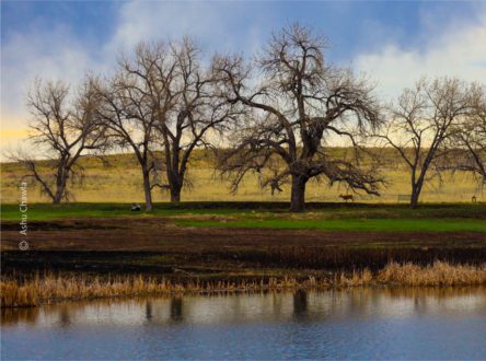 A Deer in the Woods by Ashu Chawla - Nature Photography, Photography Awards, Photo of the Day, Wildlife Photography, Art Photography