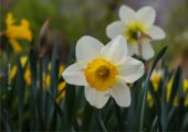 Daffodils - A Symbol of New Beginnings by Ashu Chawla - Nature Photography, Close-up Photography, Photo of the Day, Photography Awards, Art Photography