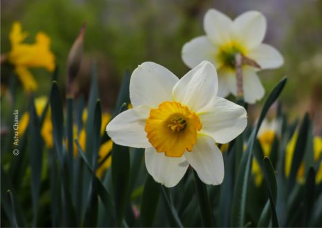 Daffodils - A Symbol of New Beginnings by Ashu Chawla - Nature Photography, Close-up Photography, Photo of the Day, Photography Awards, Art Photography