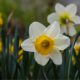 Daffodils - A Symbol of New Beginnings by Ashu Chawla - Nature Photography, Close-up Photography, Photo of the Day, Photography Awards, Art Photography