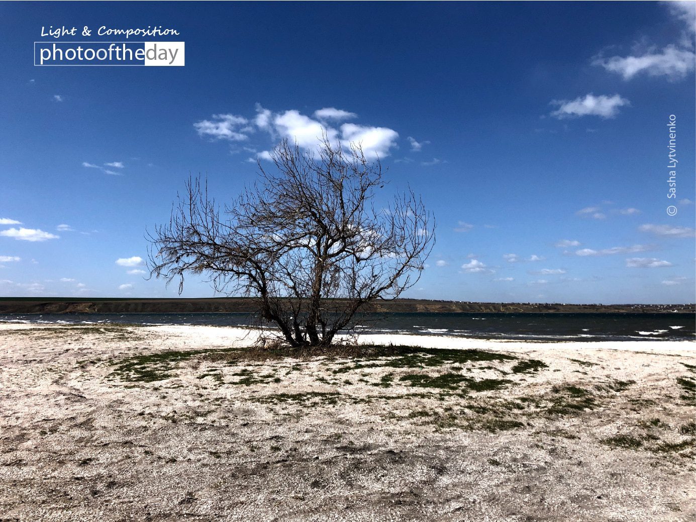The Power Tree by Sasha Lytvinenko The Power Tree by Sasha Lytvinenko - Nature Photography, Photo of the Day, Photography Awards, Art Photography, Online Photography Courses