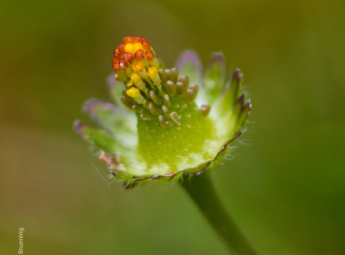 Inspiration by Kirsten Bruening - Close-up Photography, Photography Awards, Photo of the Day, Art Photography, Online Photography Courses