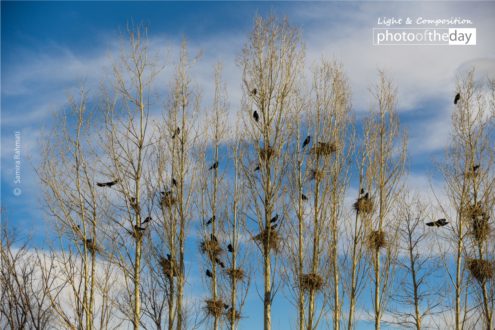 Flight by Samira Rahmati - Photojournalism, Nature Photography, Photography Awards, Photo of the Day, Light & Composition University