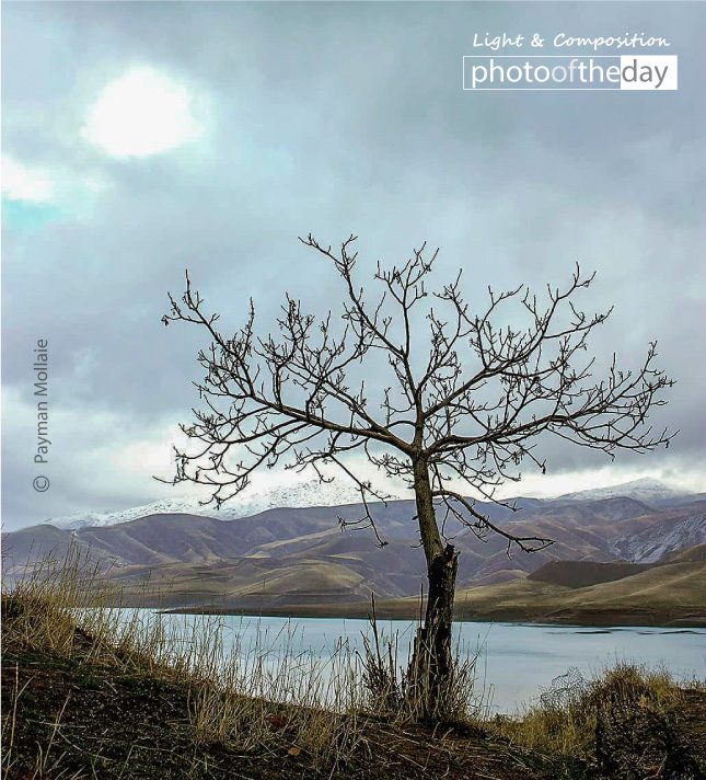 Single Tree by Payman Mollaie Photo of the day 02082019 1n