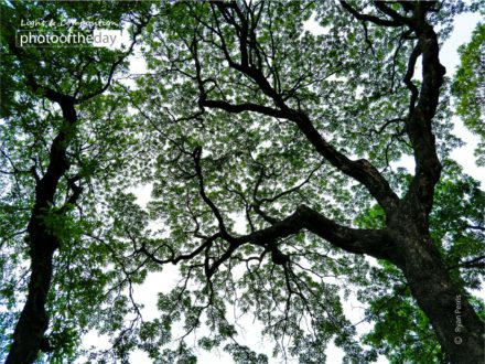 Veins of Green by Ryan Perris - Nature Photography, Photography Awards, Photo of the Day, Online Photography Courses, Art Photography