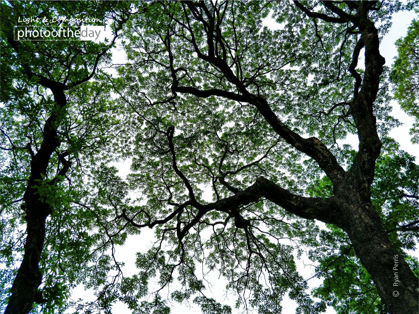 Veins of Green by Ryan Perris - Nature Photography, Photography Awards, Photo of the Day, Online Photography Courses, Art Photography