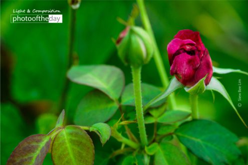 A Red Rose by Siew Bee Lim - Award-Winning Photography, Close-Up Photography, Art Photography, Photo of the Day, Photography Awards
