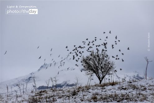Tawa Tawas by Rodrigo Aliaga - Food Photography, Art Photography, Photo of the Day, Photography Awards, Online Photography Courses