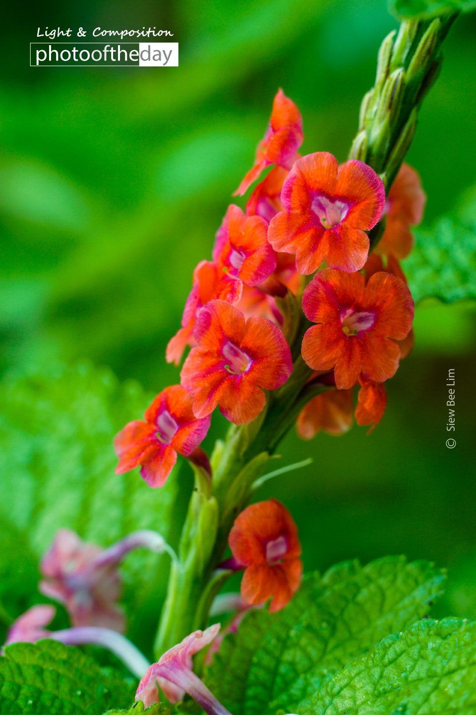 Red Porterweed by Siew Bee Lim Photo of the day 12122018 1n