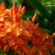 Ixora Chinesis by Siew Bee Lim - Photo of the Day, Art Photography, Photography Awards, Ixora Chinesis, Color Photography