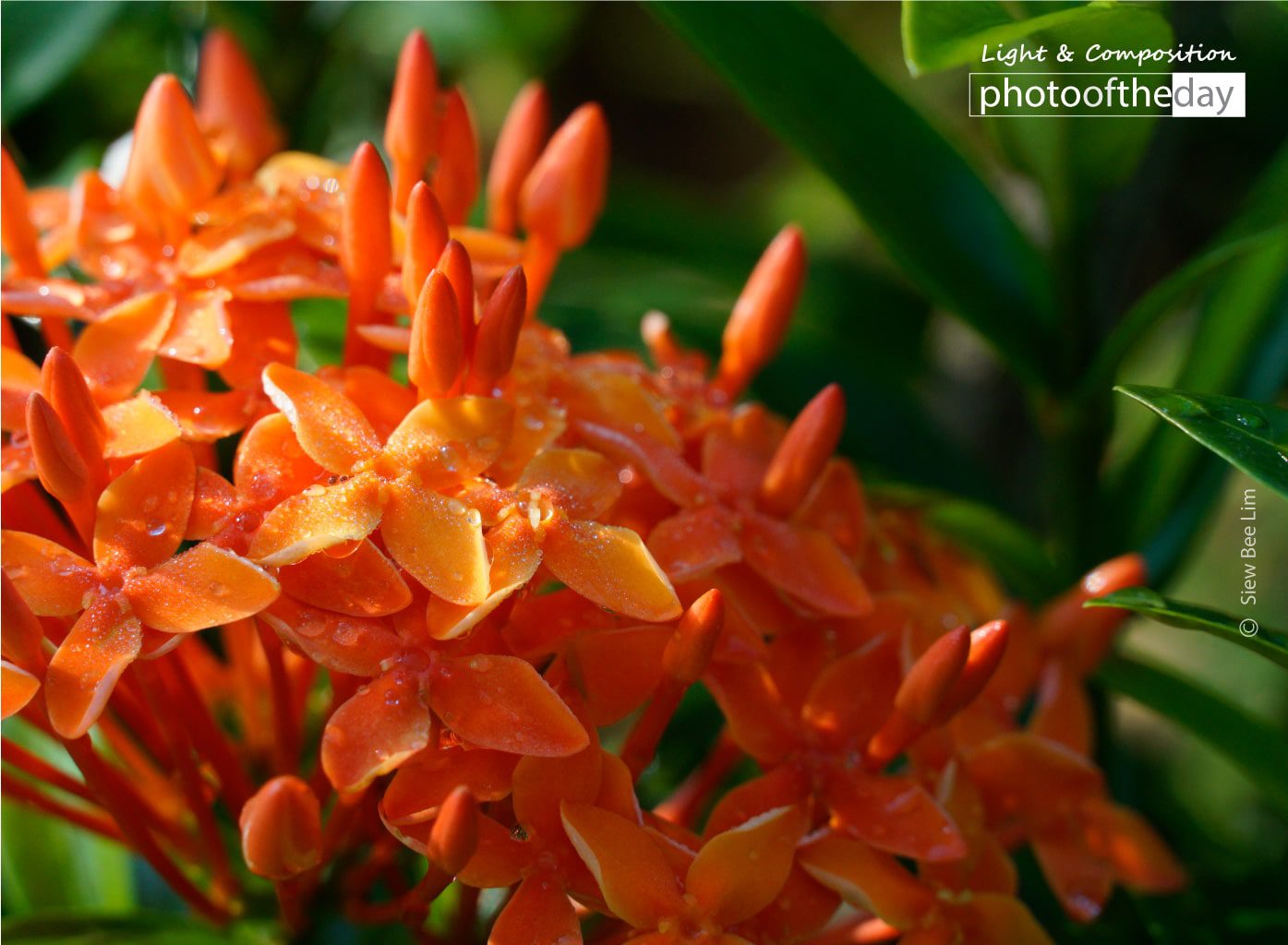 Ixora Chinesis by Siew Bee Lim - Photo of the Day, Art Photography, Photography Awards, Ixora Chinesis, Color Photography